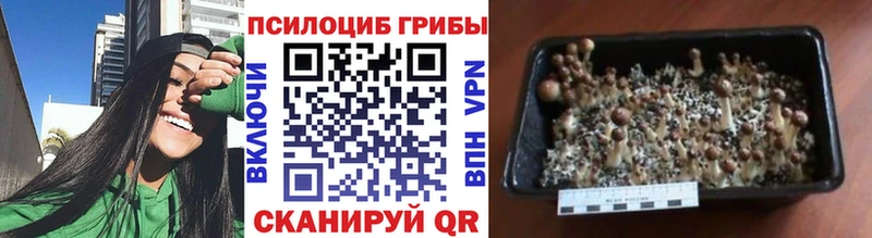 Купить где Ставрополь Псилоцибиновые грибы MAGIC MUSHROOMS