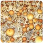 Псилоцибиновые (галлюциногенные)  грибы Psilocybin "Golden Teacher" в Ставрополе