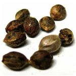 Семена марихуаны АК-47  (Seeds AK-47) в Ставрополе